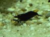 helläugige schwarze Tigergarnele.jpg