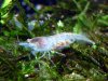 bluepearl_800_01.jpg