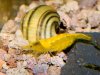 Yellow_800_03.jpg