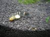 bee148.JPG