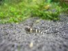 bee170.JPG
