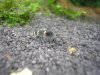 bee180.JPG