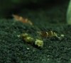 bee502.jpg
