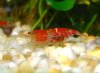 Rote Tigerbiene tragend1.JPG