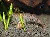 0409Schneckeputzen.JPG