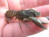 Astacus astacus 1.jpg