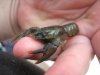 Astacus astacus 2.jpg