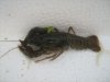 Astacus astacus 3.jpg
