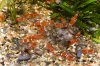 crystal_red_02.jpg