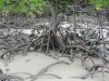 06110007 Mangroven Wurzeln.JPG