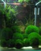 20 L Blue Pearl.jpg