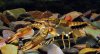 Procambarus dupratzi adult.jpg