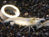 White_Pearl_800_08.jpg