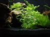 Aquarium 005.JPG