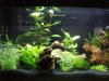Aquarium 006.JPG