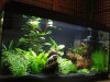 Aquarium 008.JPG