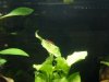 Aquarium 010.JPG