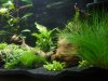 Aquarium 011.JPG