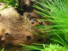 Aquarium 012.JPG