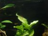 Aquarium 013.JPG