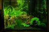 Aquarium 17.05b.JPG
