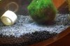 moosball.jpg