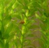 schnecke_1.jpg