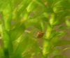 schnecke_2.jpg