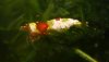 Bee6.jpg