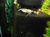Color Bienen u schw. White Pearl.JPG