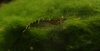 Neocaridina5.JPG