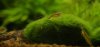 Neocaridina8.JPG