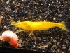 Yellow_Fire2.jpg