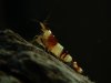 DSC02387.JPG