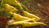 NC-heteropoda-gelb-neon-04.jpg