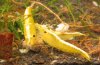 NC-heteropoda-gelb-neon-03.jpg