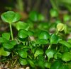 Marsilea hirsuta0.jpg