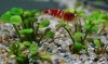 Marsilea hirsuta1.jpg