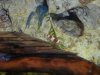 Cherax_destructor.JPG