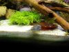 Tylo_Wels_Cherax.JPG