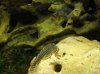 Wels_Cherax.JPG