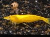 Yellow_Fire1.jpg