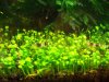 Marsilea.jpg