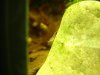 DSC02411.JPG