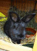 hase4.gif