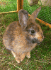 hase5.gif