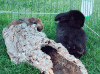 hase3.gif