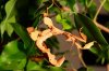 Extatosoma tiaratum.jpg