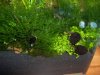 nano 019_(800_x_600).jpg