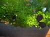 nano 022_(800_x_600).jpg